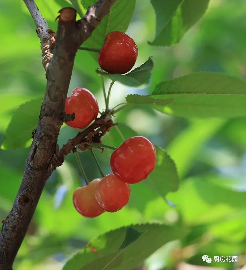 廚房花園 隔壁樹熟大櫻桃 吃起來那叫一個 嘿 有購買連結啦 廚房花園 微文庫