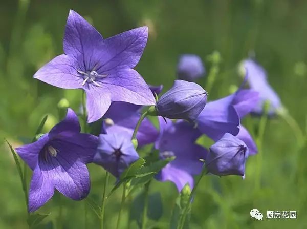 廚房花園 桔梗啊 你才不是沒有故事的女同學 廚房花園 微文庫