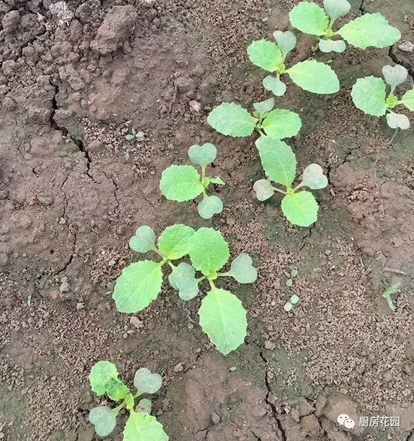 廚房花園 能親手種出一顆大白菜，真的太有成就感_廚房花園- 微文庫