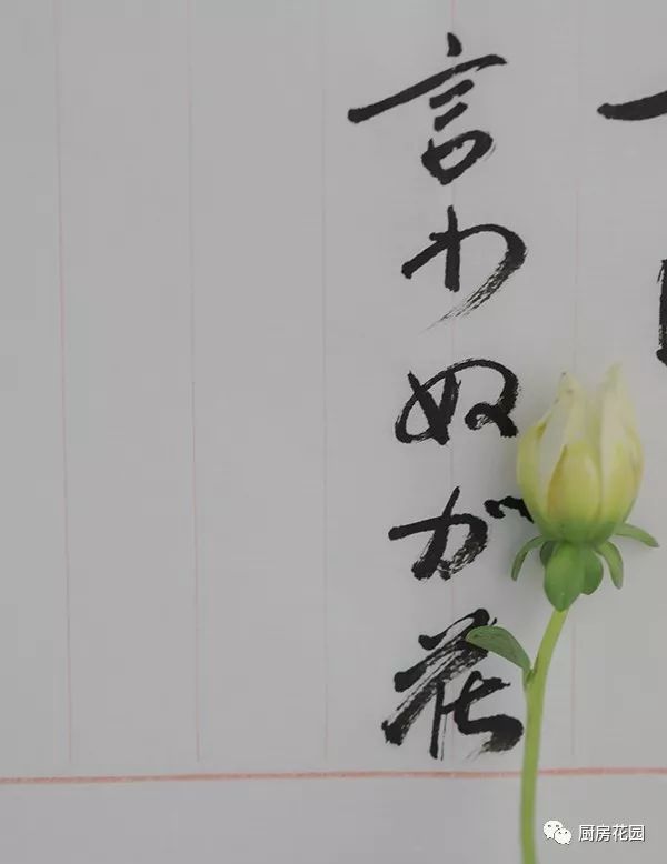 一日一蔬 9月10日 言わぬが花 廚房花園 微文庫