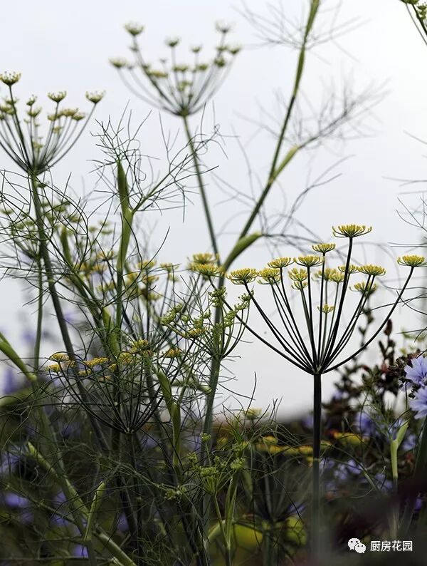 廚房花園 茴香只能包餃子嗎 不 廚房花園 微文庫