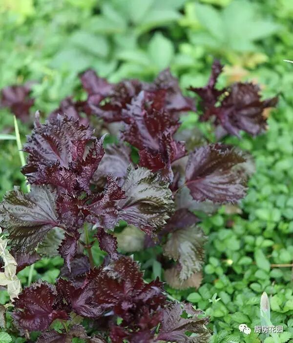 小黑板 種紫蘇 鬥麻雀 廚房花園 微文庫
