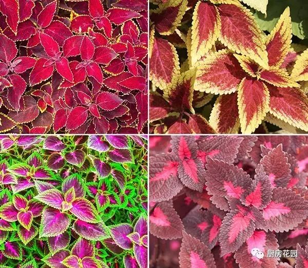 廚房花園 一個暖男 名叫紫蘇 廚房花園 微文庫