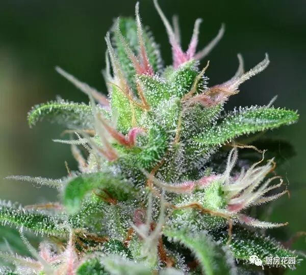 廚房花園 大麻 不能種 可以適當瞭解一下 廚房花園 微文庫