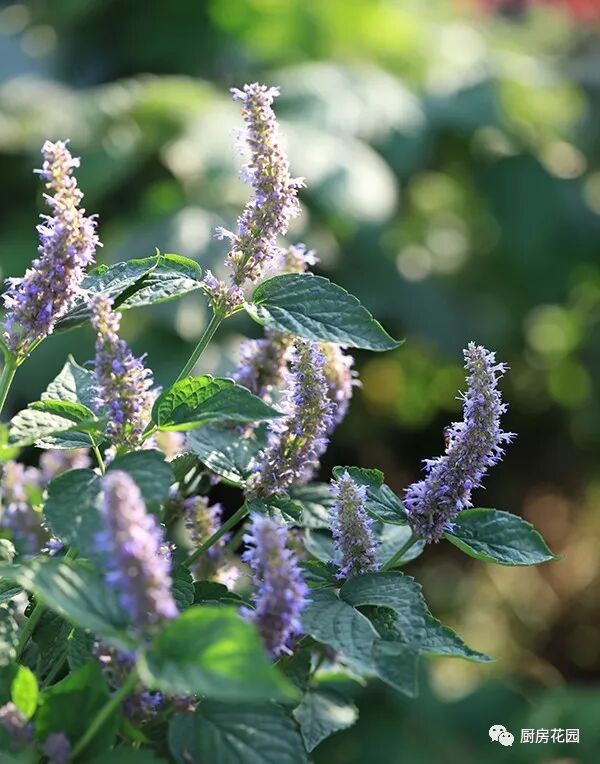 一日一蔬 8月24日 养吾正气 厨房花园 微信公众号文章阅读 Wemp