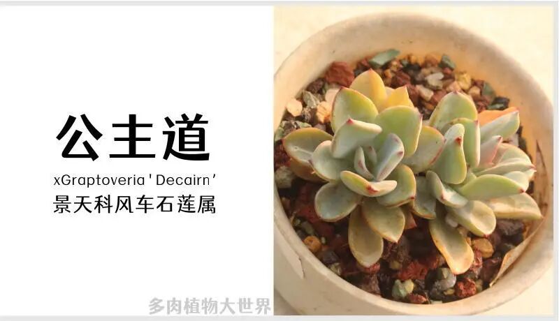 公主道 景天科风车石莲属多肉植物 小型种易群生 一兜糖 家的主理人社区