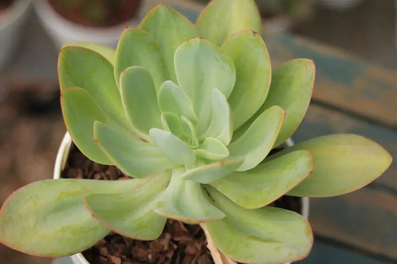 长叶白凤 景天科拟石莲花属多肉植物 中大型品种 薄叶系列 全网搜