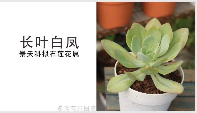 长叶白凤 景天科拟石莲花属多肉植物 中大型品种 薄叶系列 全网搜