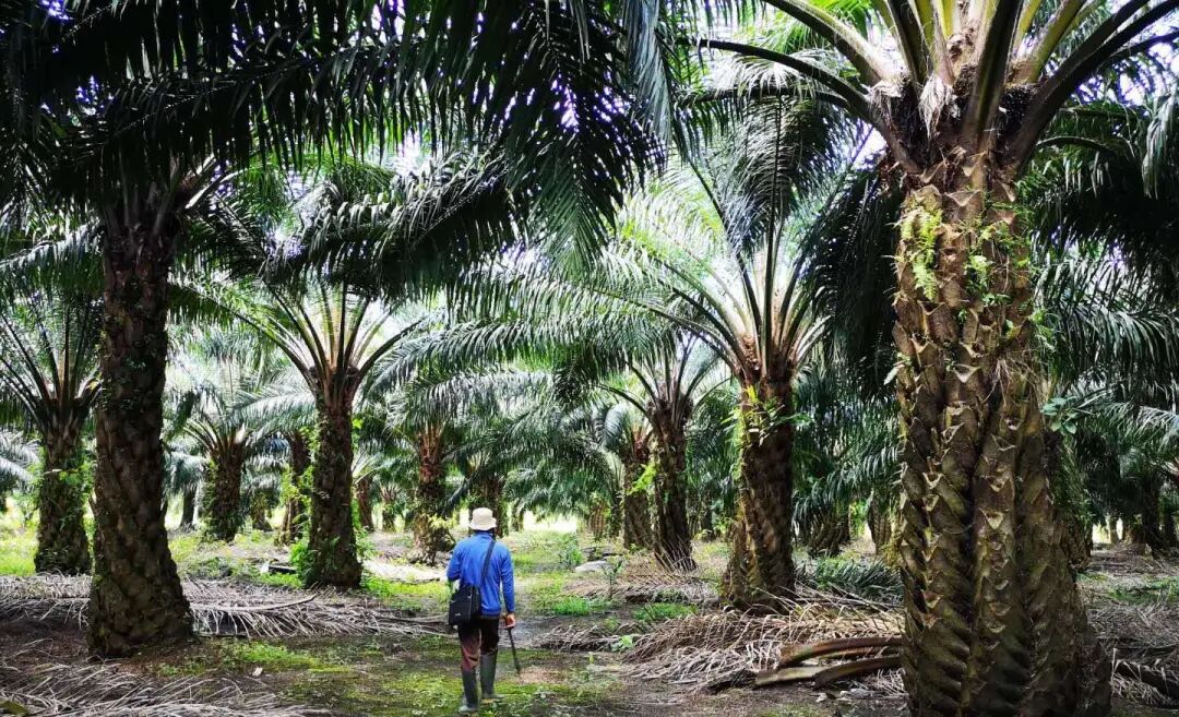 印尼将暂停棕榈油出口，中国食品企业该“囤货”吗？(图2)