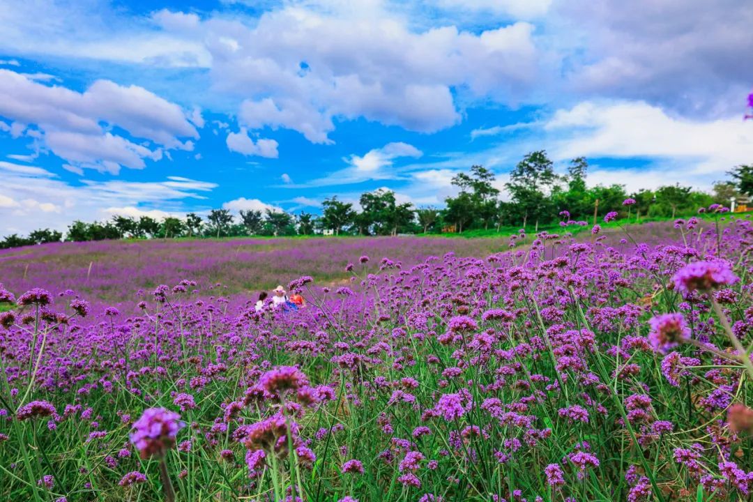 全开了!去了这些花海才知道什么叫「生如夏花」