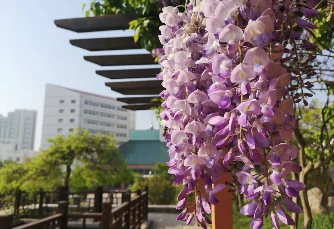 你要写日照一中就不能只写日照一中