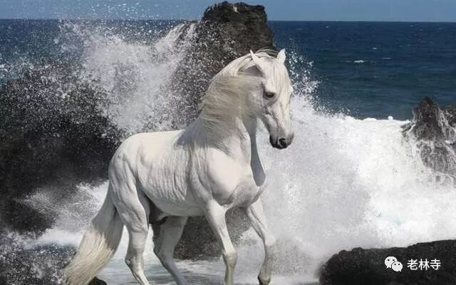 马大什么字_马字大篆_马字大写