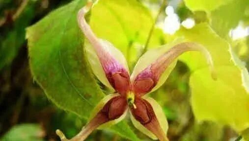 淫羊藿的功效与作用及禁忌