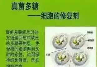 真菌多糖——细胞病的克星