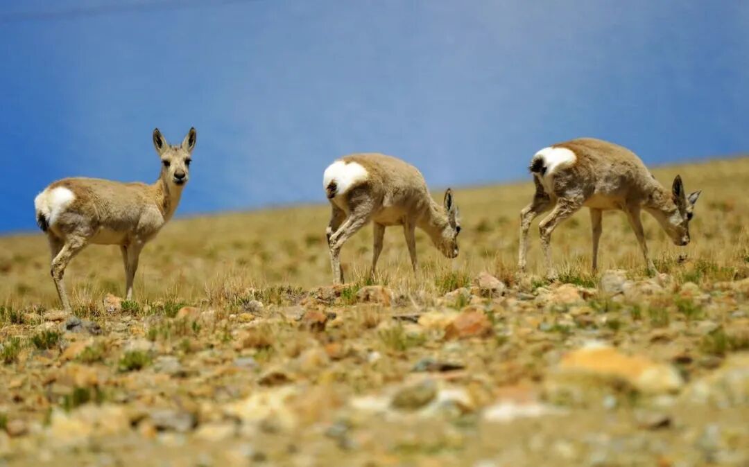 这里是一个巨大的天然野生动物园,成群的野马和羚羊,还有其他诸如鹿