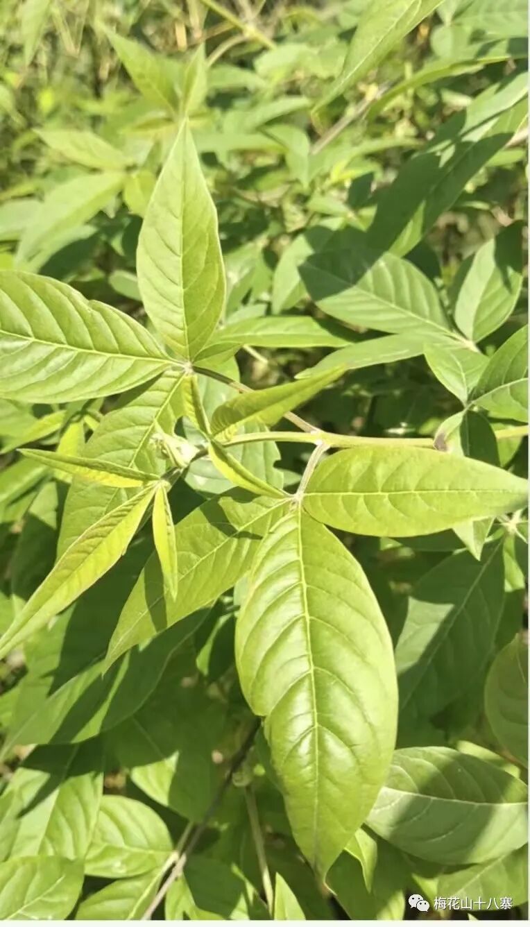 黄荆柴,客家布惊茶的说明及功效_姑娘茶