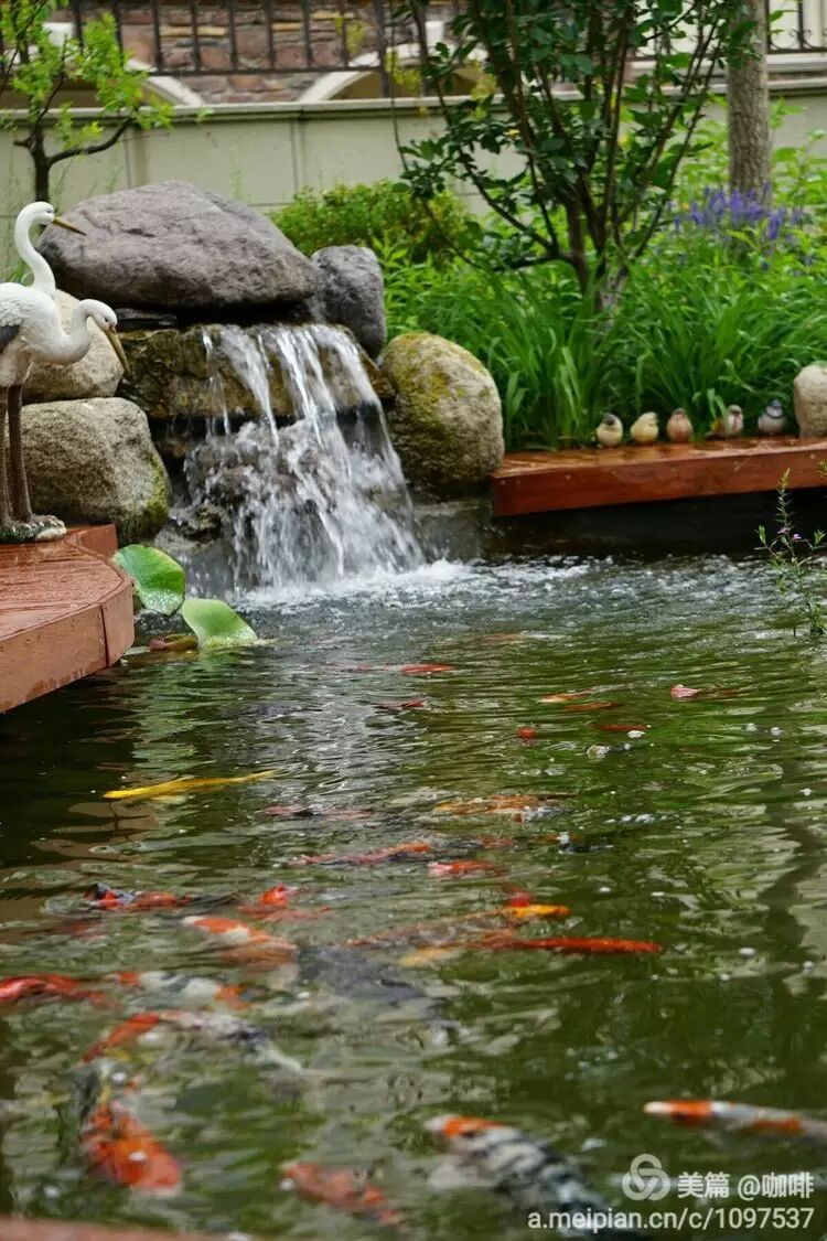 这次改造过程中, 鱼池区域的改造设计颇花费了一番心思.