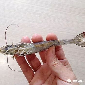如何挑取虾线