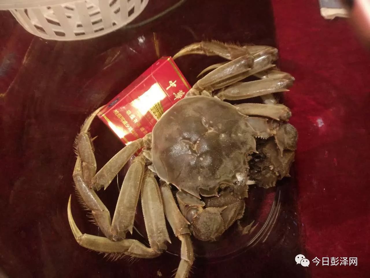这是螃蟹王(474.5克)