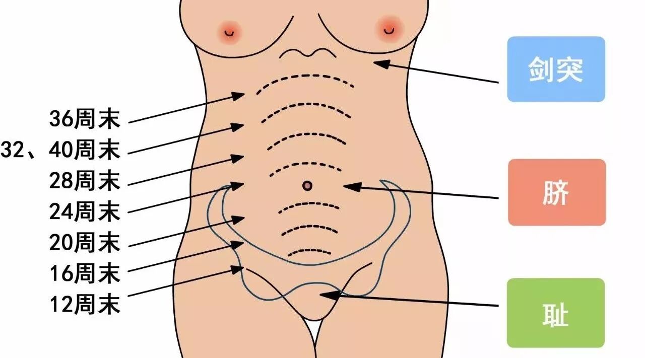 ​原来，肚子里的胎儿是这样慢慢长大哒~~