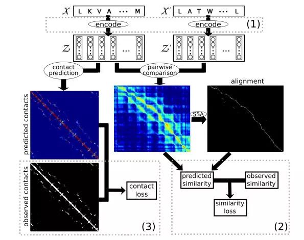 比生物界“AlphaGo”更厲害的模型來了？可從氨基酸鏈片段直接預測蛋白質功能！