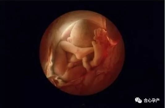 生命的奇迹!胎儿发育的280天——孕13周
