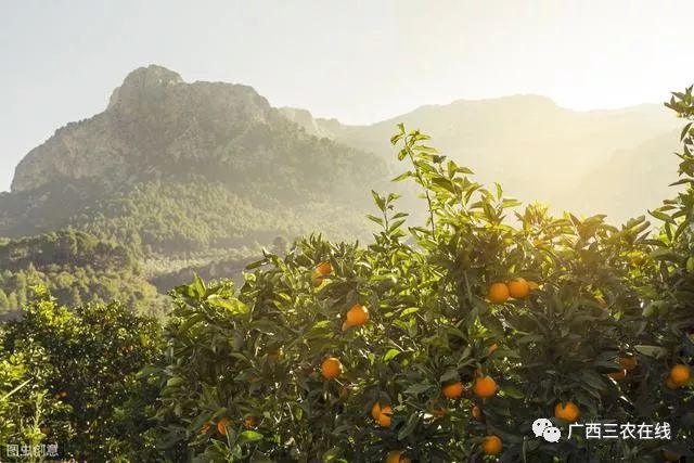 今年水果行情一路走高，投资沙糖橘种植前景如