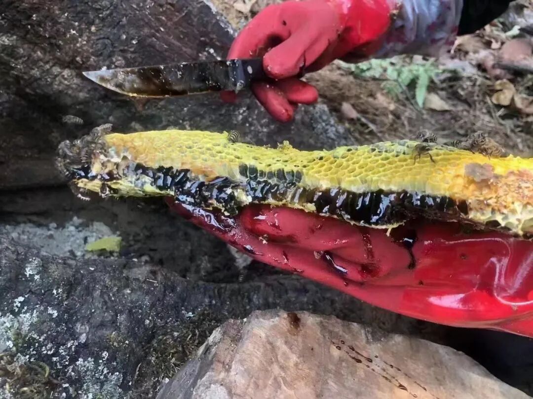 产自西双版纳千米高山,不到1%的人品尝过的"野生小种黑蜂蜜"