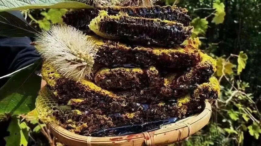 产自西双版纳千米高山,不到1%的人品尝过的"野生小种黑蜂蜜"