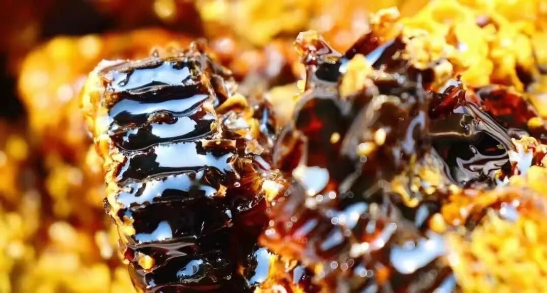 产自西双版纳千米高山,不到1%的人品尝过的"野生小种黑蜂蜜"