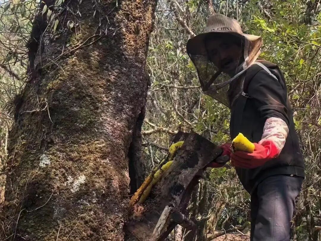 产自西双版纳千米高山,不到1%的人品尝过的"野生小种黑蜂蜜"