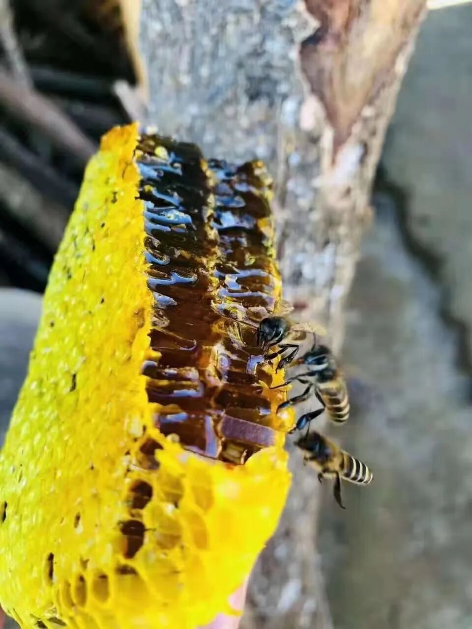 产自西双版纳千米高山,不到1%的人品尝过的"野生小种黑蜂蜜"