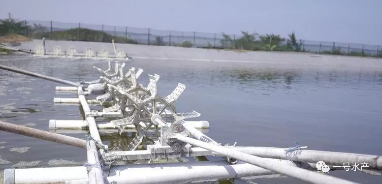 致富经淡水虾养殖视频_致富经养河虾_致富经养虾