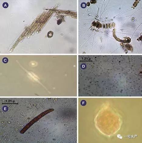 致富经淡水虾养殖视频_致富经养虾_致富经养河虾