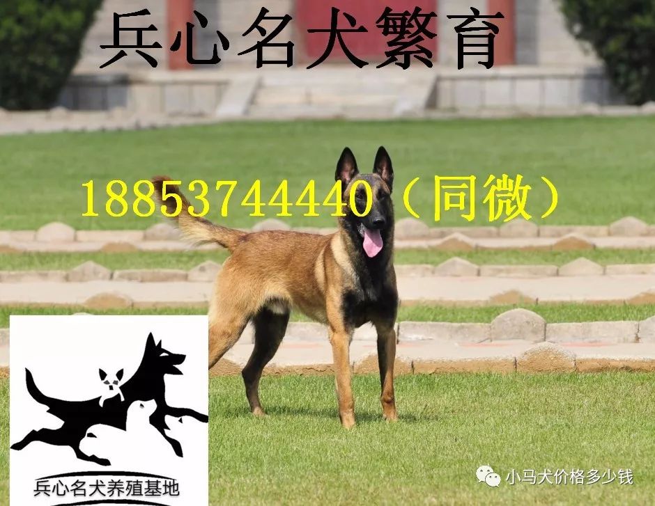 黑狼犬价格山东黑狼狗报价 小马犬价格多少钱 微信公众号文章阅读 Wemp