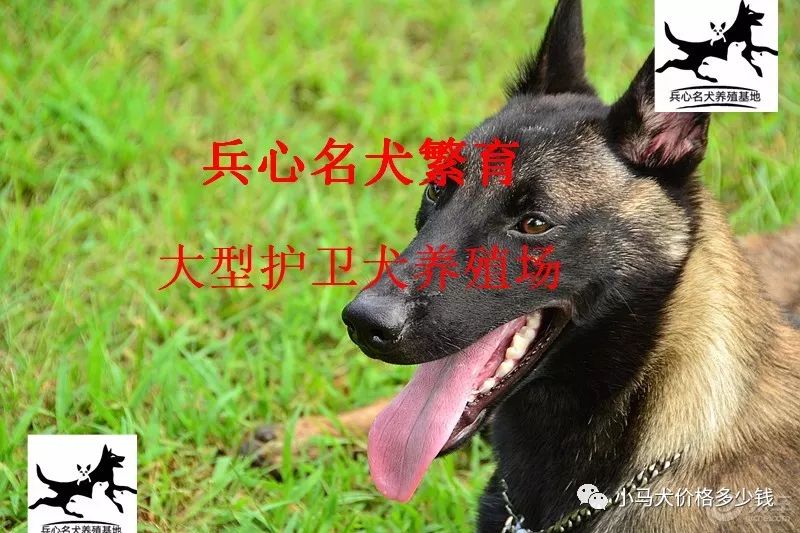 拉布拉多犬多少钱一只德国牧羊犬出售价格 小马犬价格多少钱 微信公众号文章阅读 Wemp