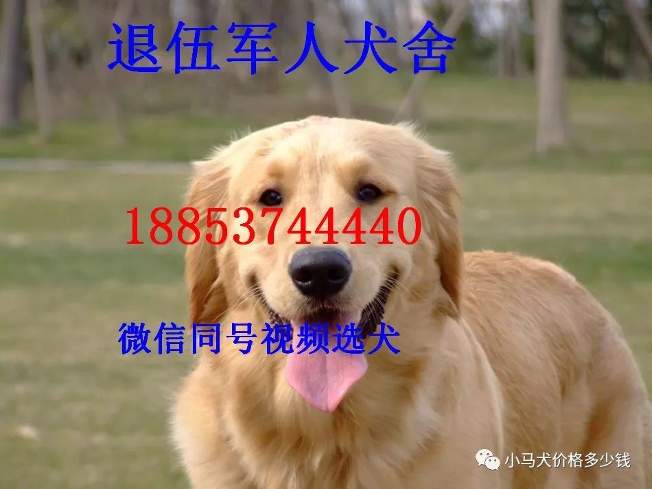 黑狼犬价格山东黑狼狗报价 小马犬价格多少钱 微信公众号文章阅读 Wemp