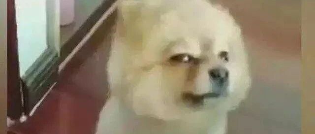 搞笑GIF：就是这几条狗，我永远都会记得你们！