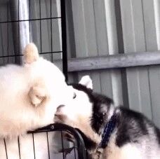 搞笑GIF：看样江湖又要不太平了，杀马特已经出现了