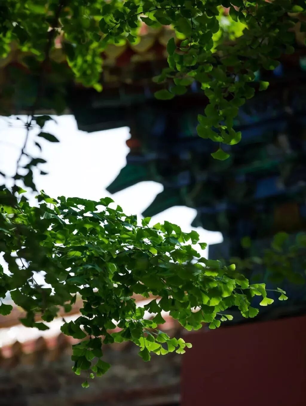 喝对一杯茶，过好三伏天