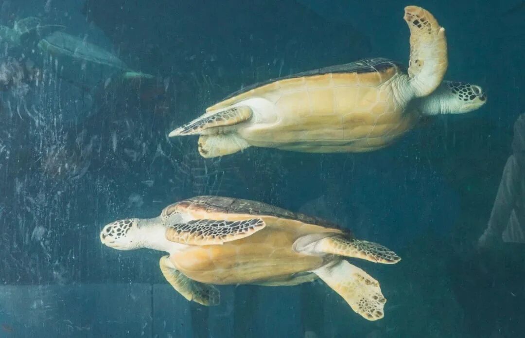 海龟巡养中心