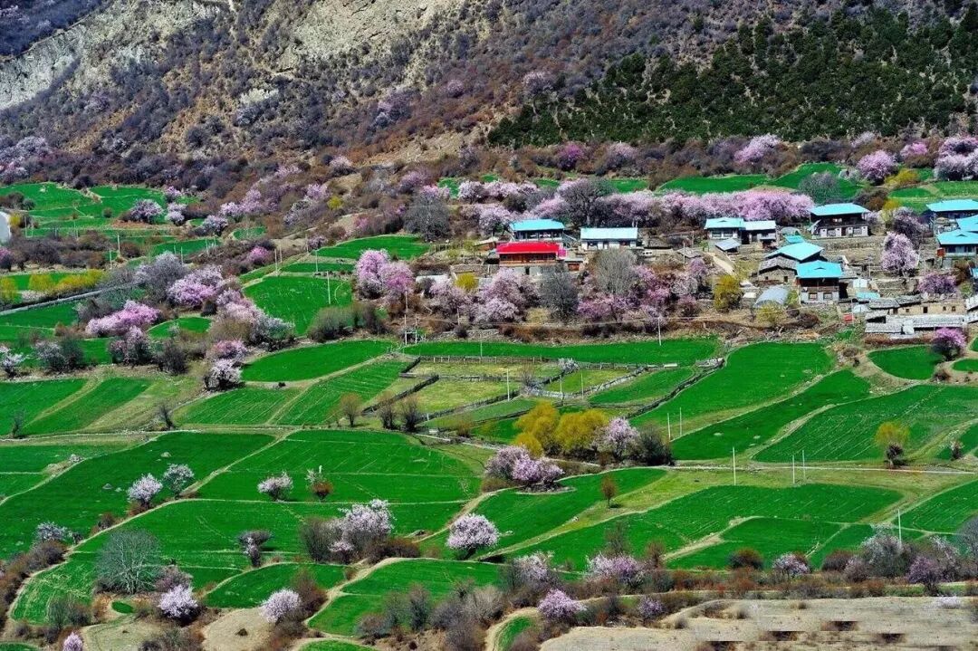 要不 我陪你去西藏看桃花吧 原来是柒公子 每日精选公众号文章