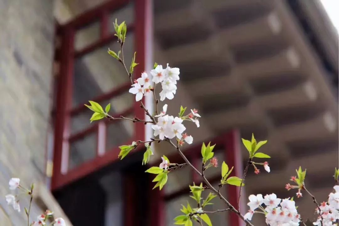 最近的天氣非非非非非常適合去武漢看櫻花。 旅遊 第20張