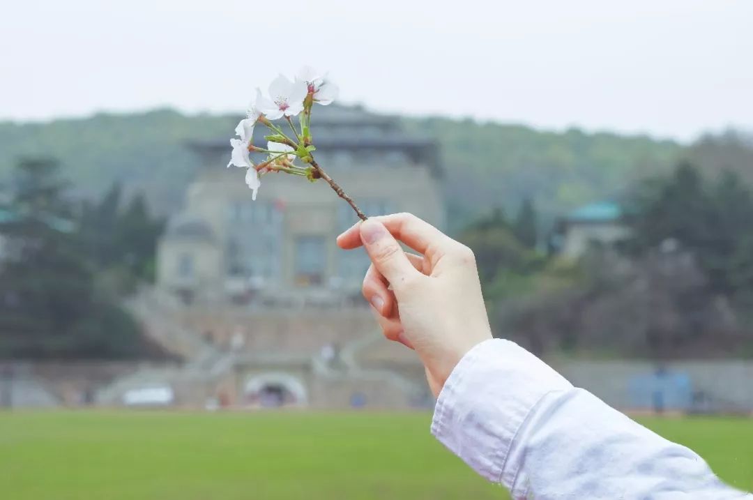 最近的天氣非非非非非常適合去武漢看櫻花。 旅遊 第18張