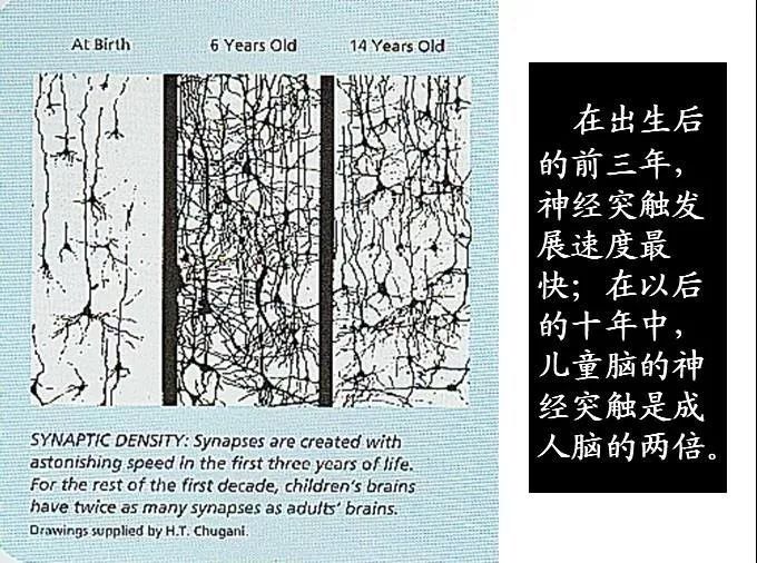 孩子一生僅一次大腦發育高峰期，錯過不可逆！ 戲劇 第5張