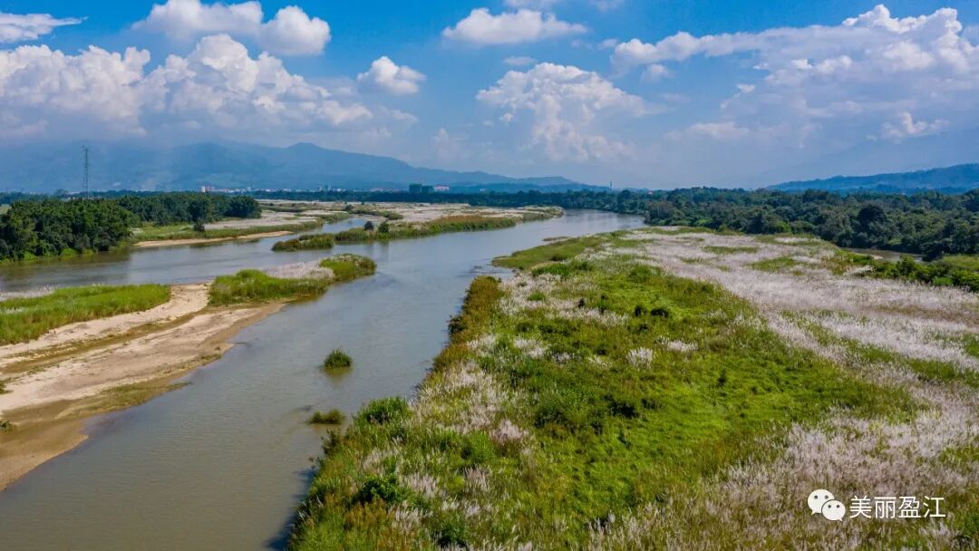 大盈江湿地丨芦苇花开生机盎然