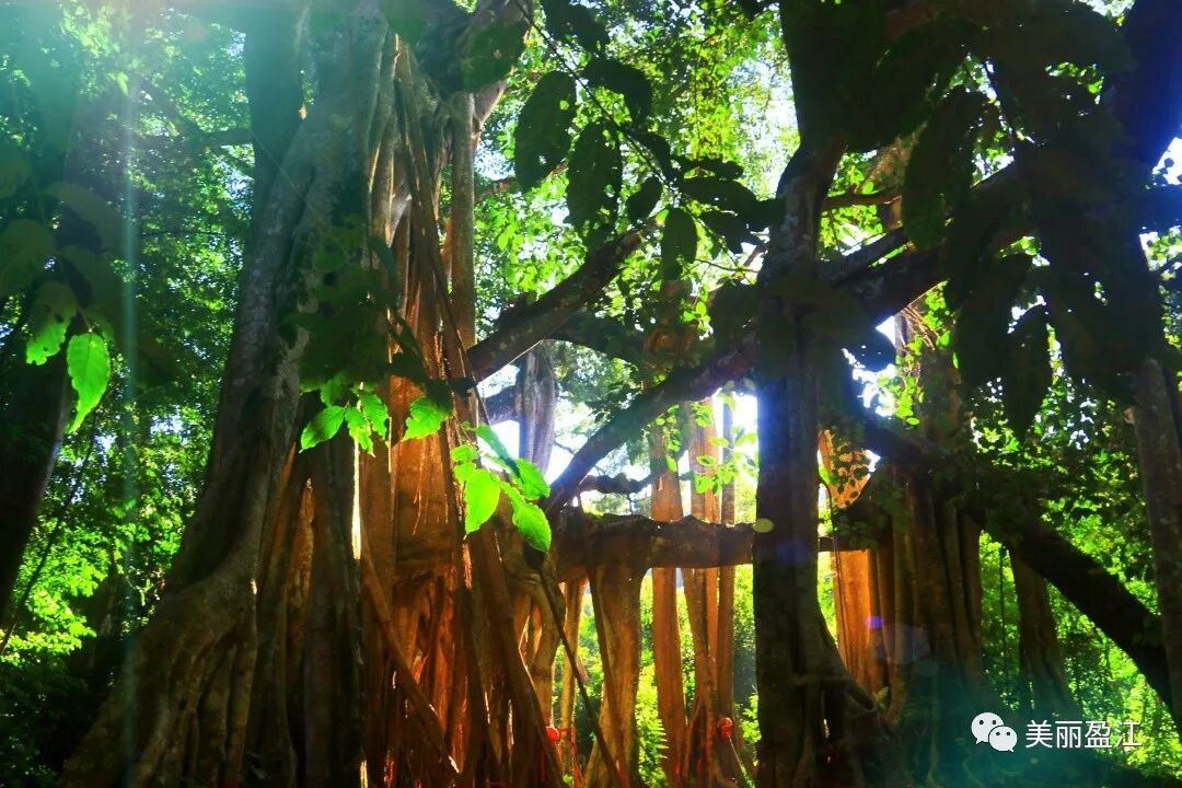 生态盈江华夏榕树王