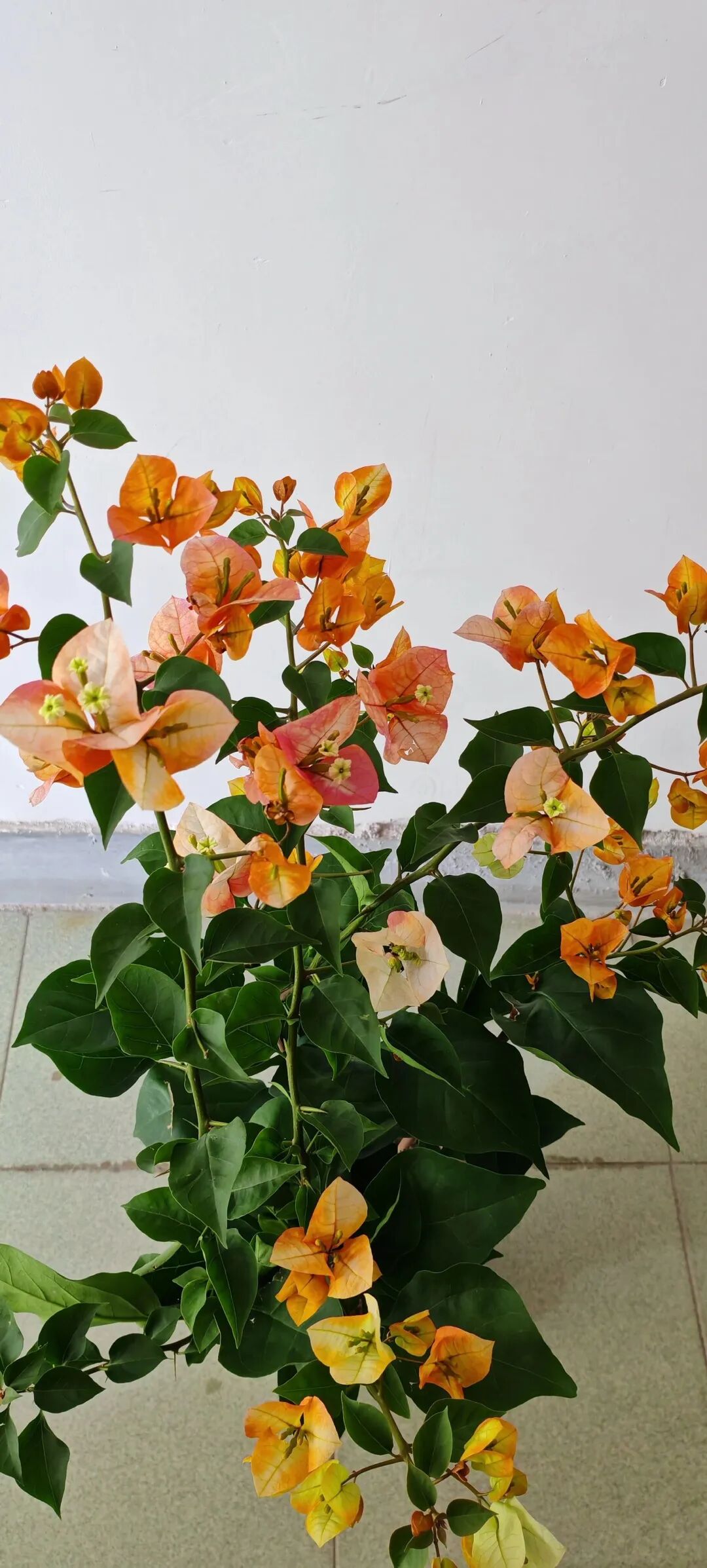 三角梅是勤花品种还是懒花品种？5种方法教你辨别
