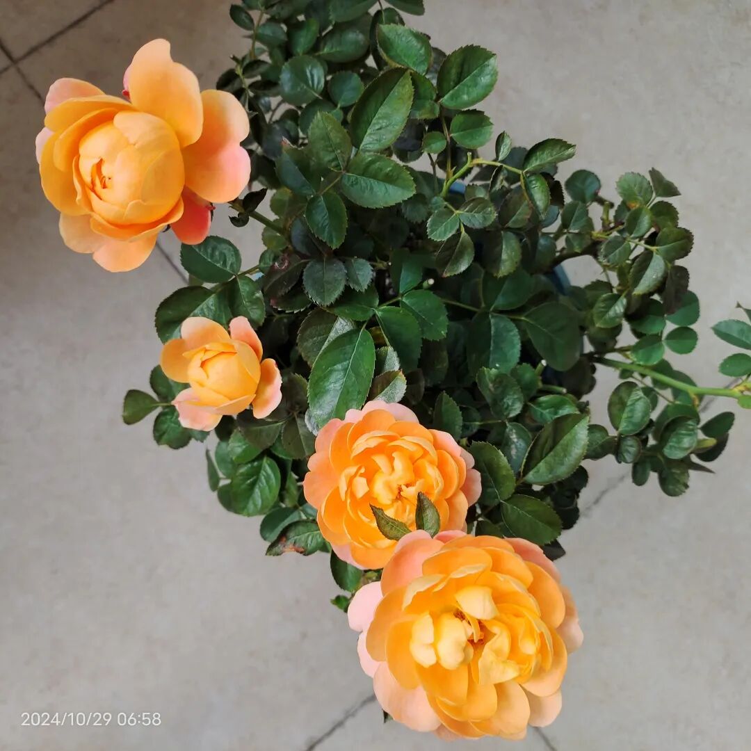 养月季总失败，是因为你选错了品种，果汁阳台有一个对新手友好的特点，还没人告诉过你