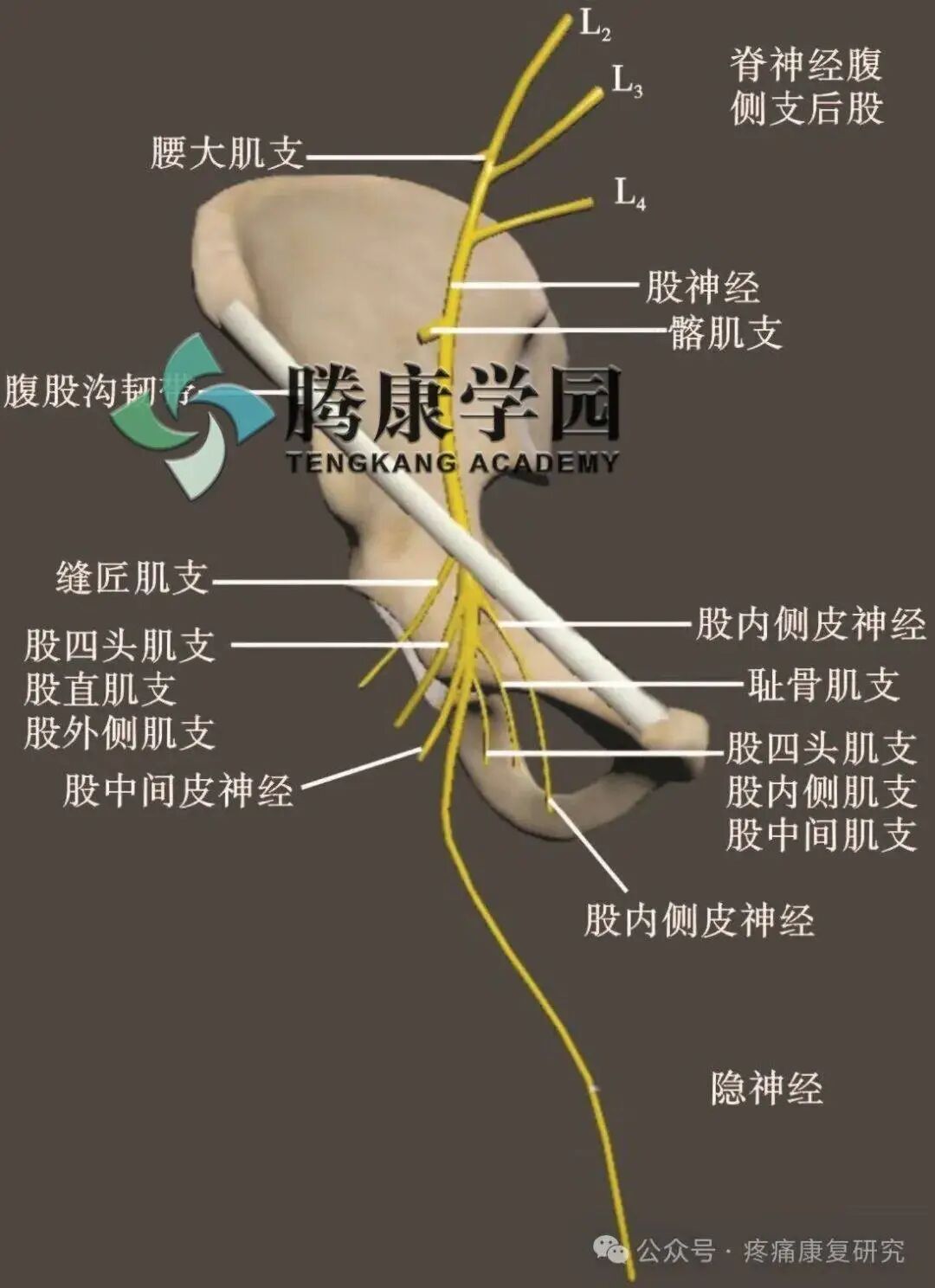 大腿根（腹股沟）疼痛：腰源性